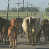 Herd of cows