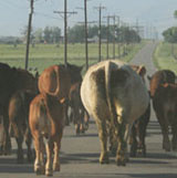 Herd of cows