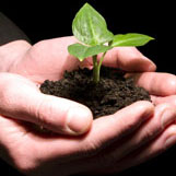Hands holding dirt and a sprouting plant